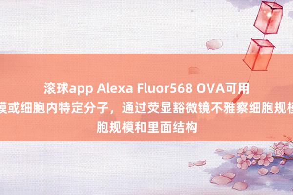 滚球app Alexa Fluor568 OVA可用于象征细胞膜或细胞内特定分子，通过荧显豁微镜不雅察细胞规模和里面结构