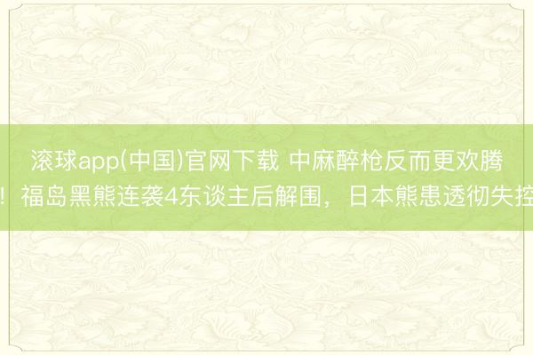 滚球app(中国)官网下载 中麻醉枪反而更欢腾！福岛黑熊连袭4东谈主后解围，日本熊患透彻失控